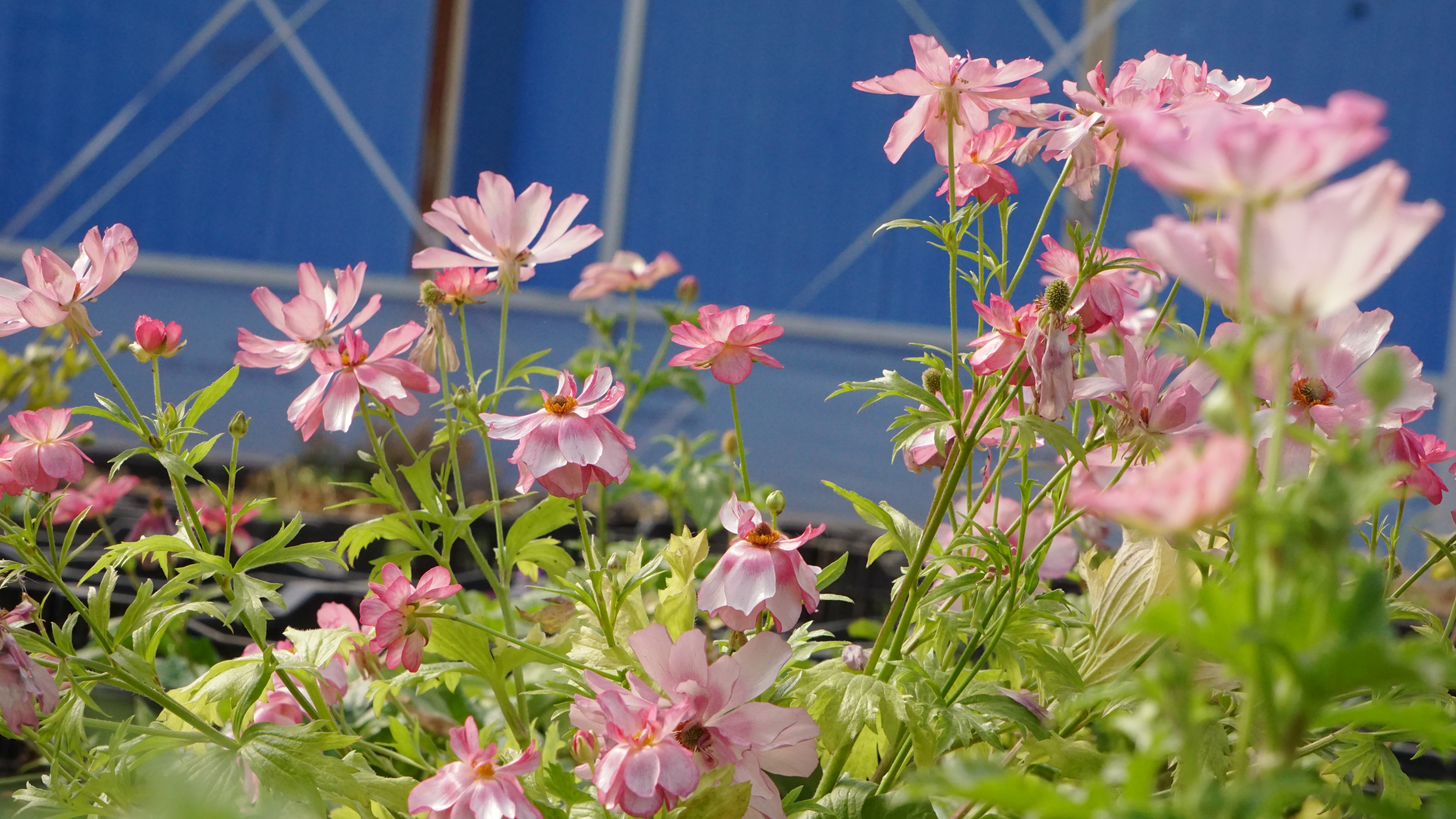 平平无奇‘小芹菜’，爆花竟比蝴蝶美！