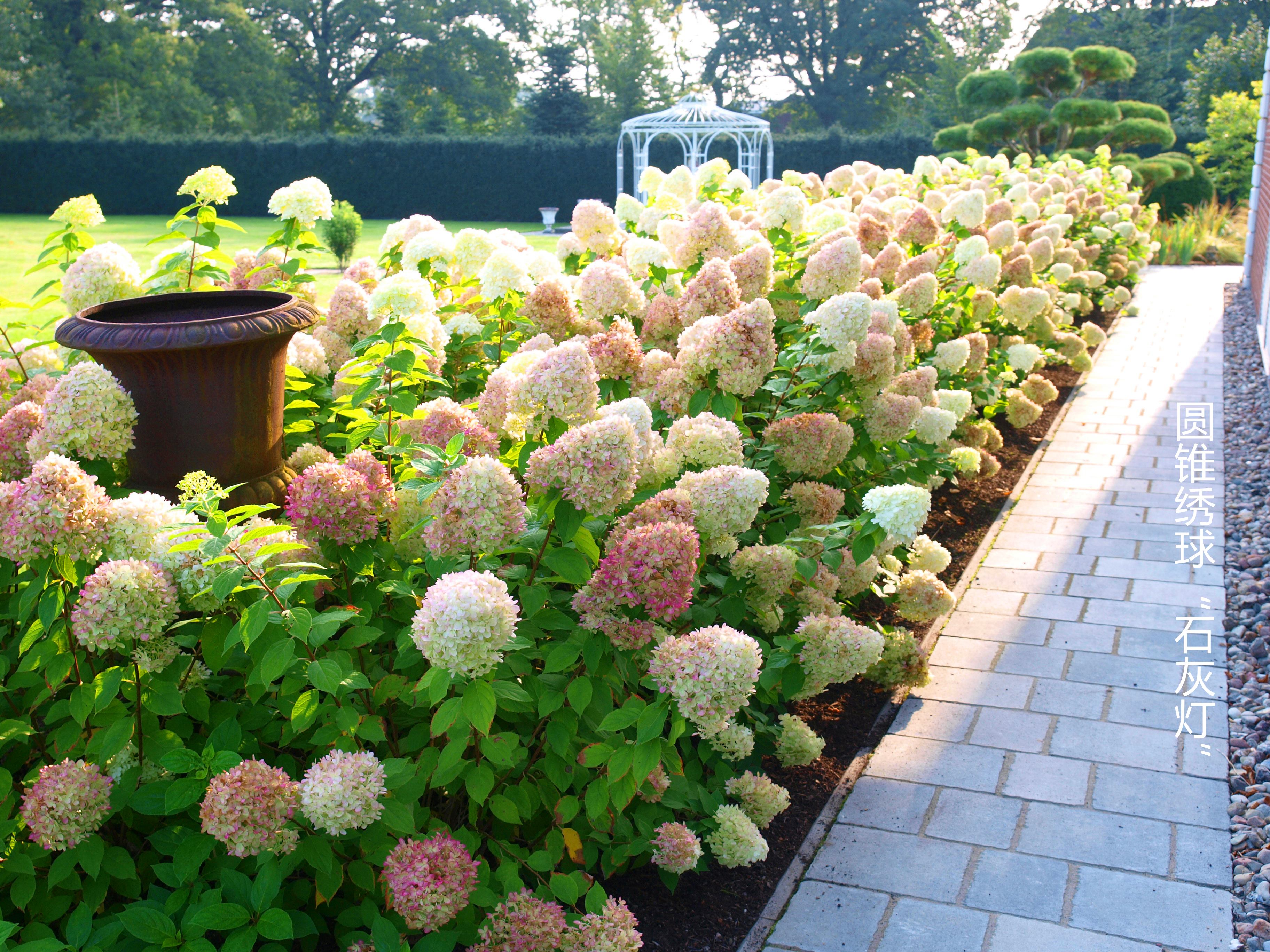 花开180天，没人能拒绝夏日里的‘抹茶冰淇淋’！