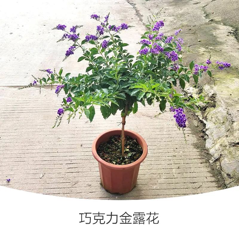 金露花 | 人世巧克力，着花时隔邻小孩要馋哭